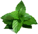 mintleaves